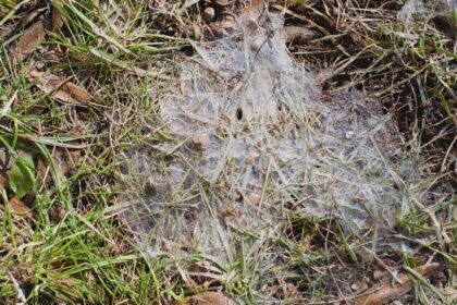 Snow mold in the grass, plant dissease.