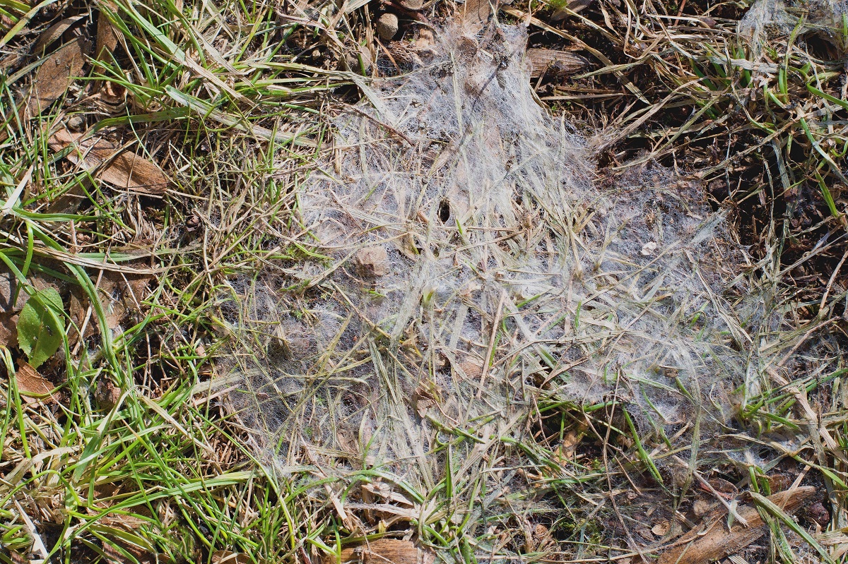 Snow mold in the grass, plant dissease.