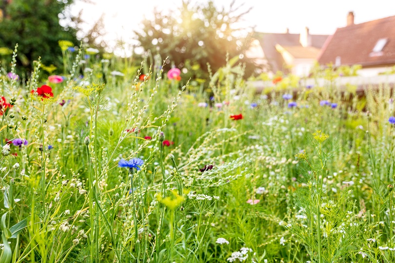 Blumenwiese im Naturgarten